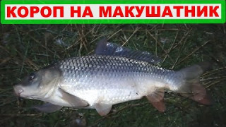 Гарний короп на макуху секрет улову
